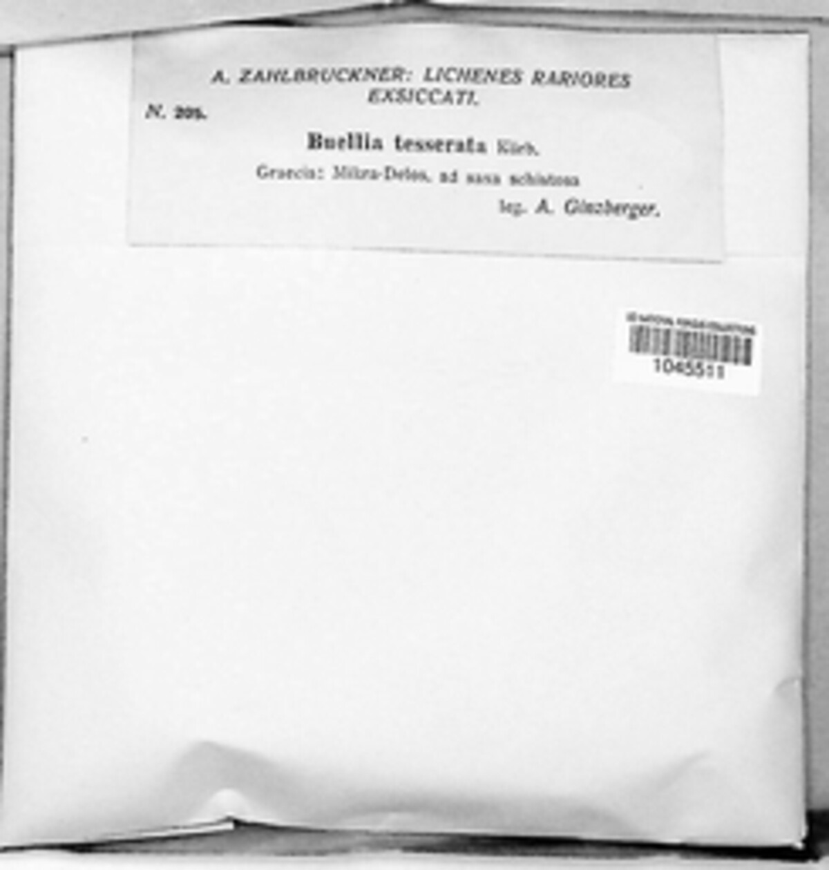 Buellia tesserata image